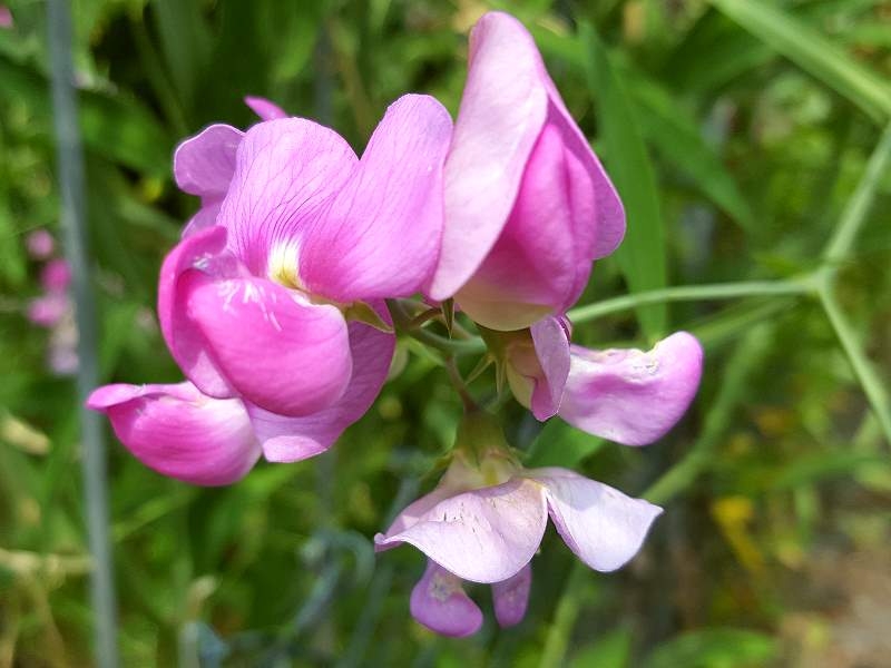 Zaunwicke - Vicia sepium