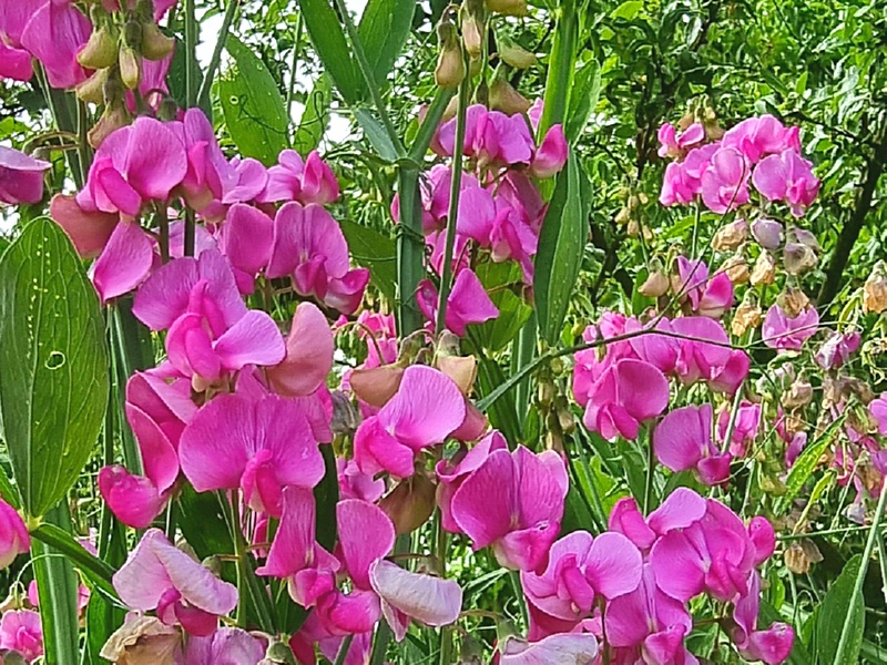 Garten Staudenwicke - Lathyrus latifolius