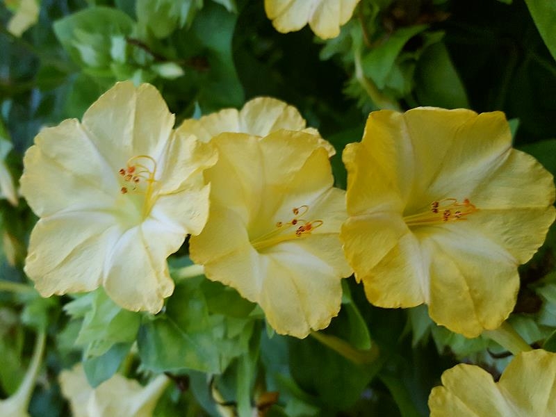 Saatgut Gelbe Wunderblume - Mirabilis jalapa yellow