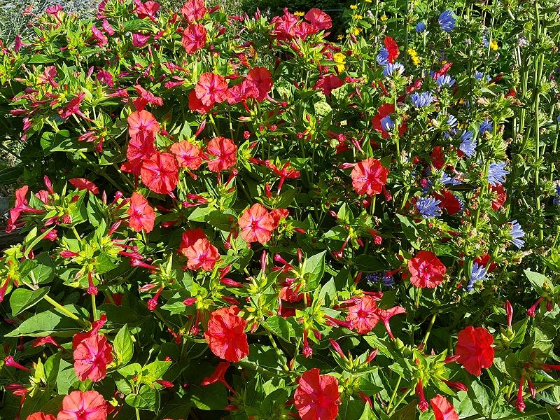 Rote Wunderblume - Mirabilis jalapa Red