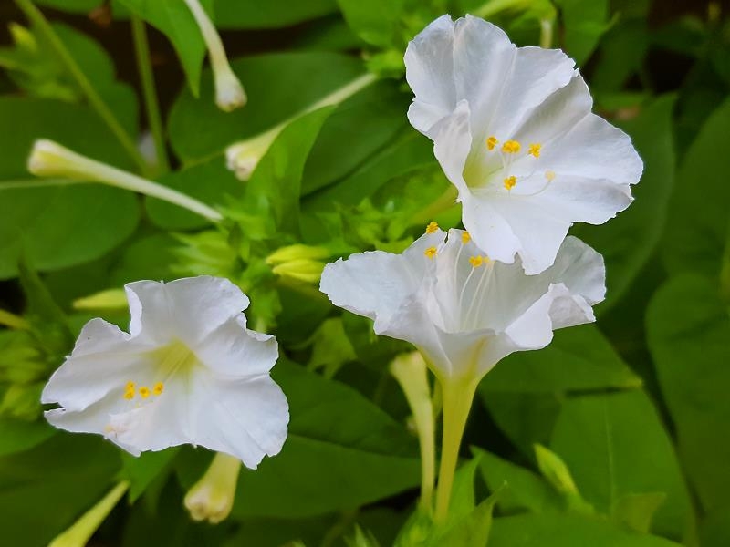 Weisse Wunderblume - Mirabilis jalapa white