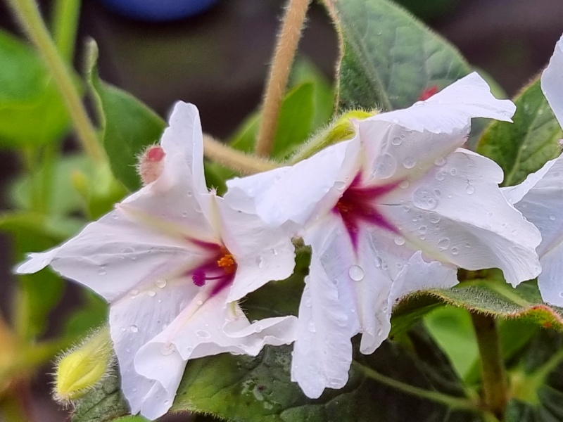 Wilde Wunderblume - Mirabilis longiflora