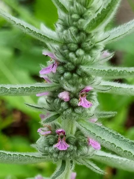 Deutsche Ziest - Stachys germanica