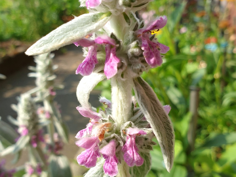 Byzantinischer Wollziest Stachys byzantina