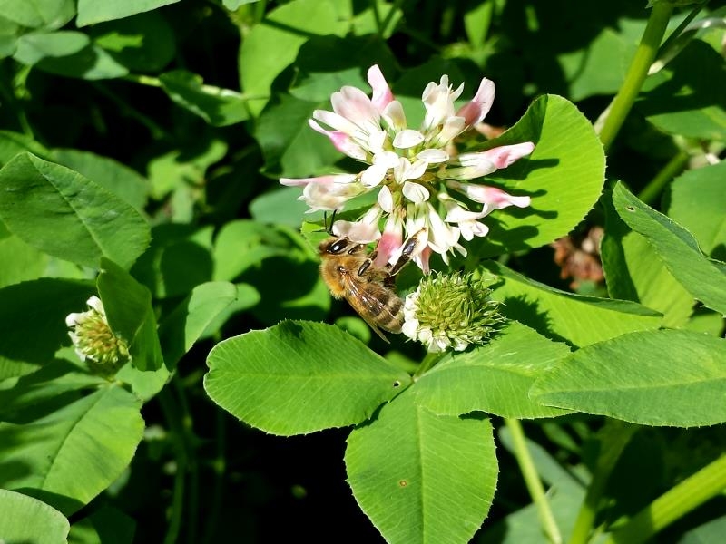 Schwedenklee - Trifolium hybridum