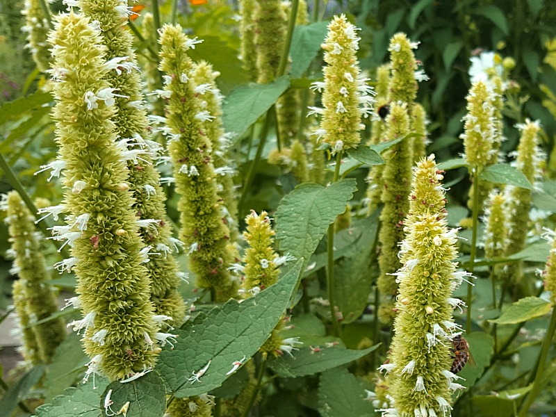 Katzenminzeähnliche Duftnessel - Agastache nepetoides