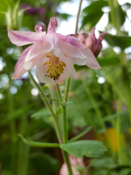 Weiß-Rosa Akelei - Aquilegia caerulea