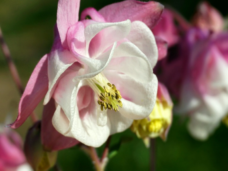 Akelei - 'WINKY Double Rose & White' - Aquilegia vulgaris