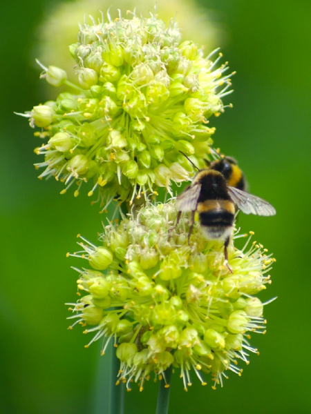 Scharfer Gelblauch - Allium obliquum