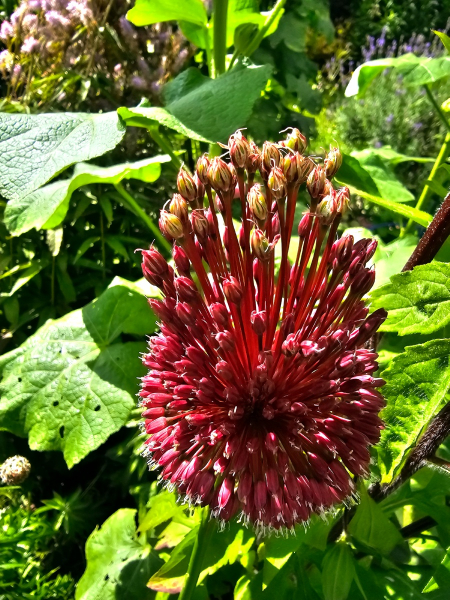 Allium amethystinum - Red Mohican