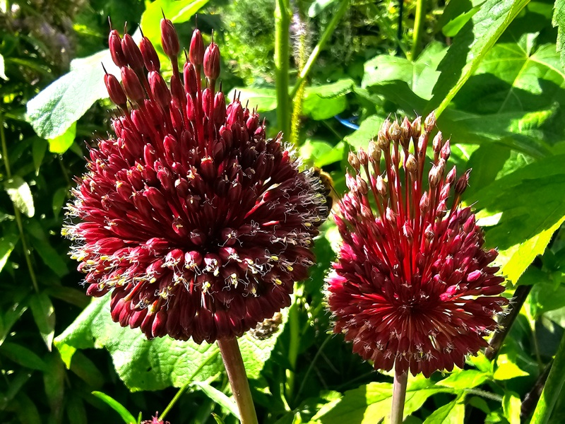 Allium amethystinum - Red Mohican