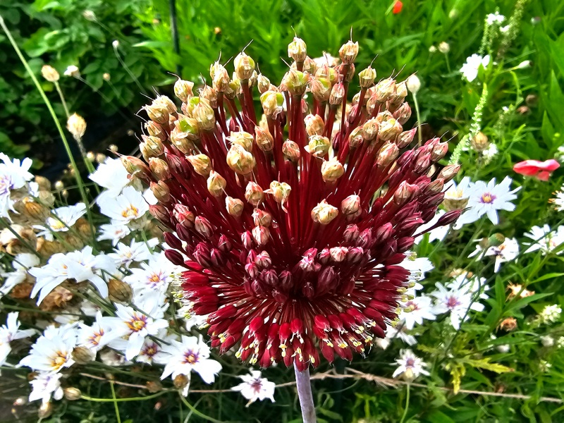 Allium amethystinum - Red Mohican