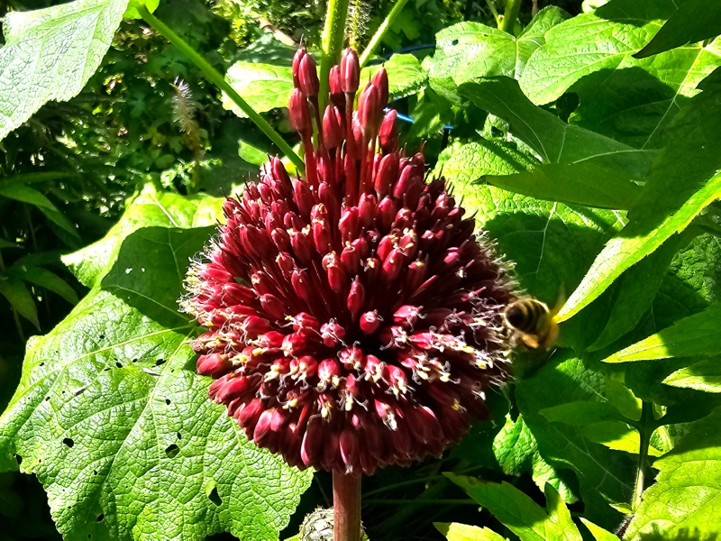Allium amethystinum - Red Mohican