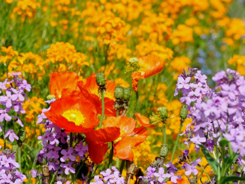 Balkon-Sommerblumen Mix