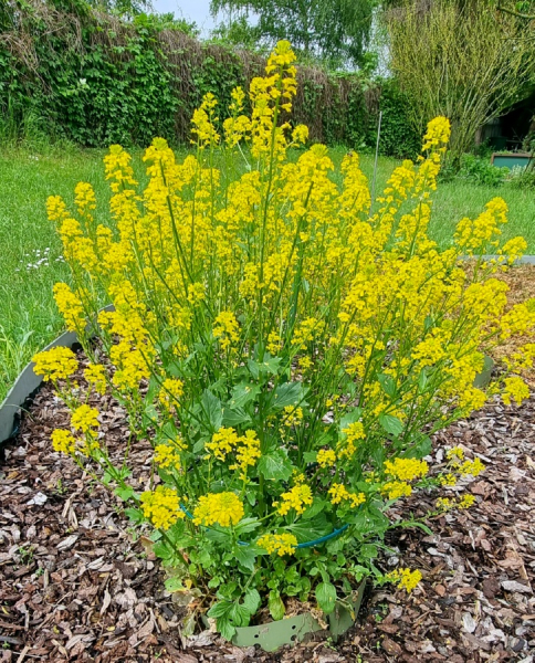 Echtes Barbarakraut-Winterkresse - Barbarea vulgaris