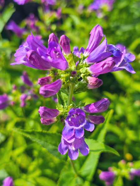 Saatgut Gesägter Bartfaden - Penstemon serrulatus