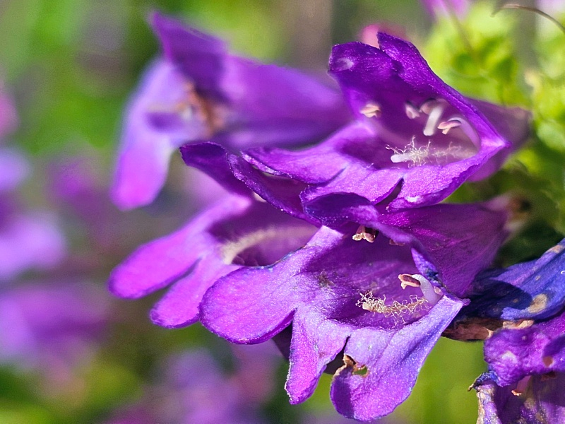 Saatgut Gesägter Bartfaden - Penstemon serrulatus