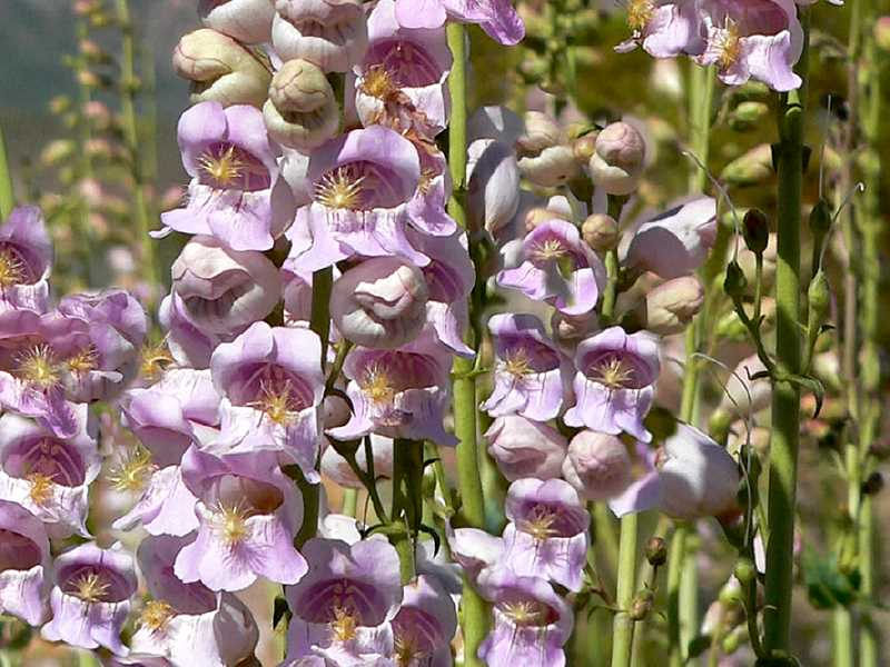 Schlangenkopf Bartfaden - Penstemon palmeri