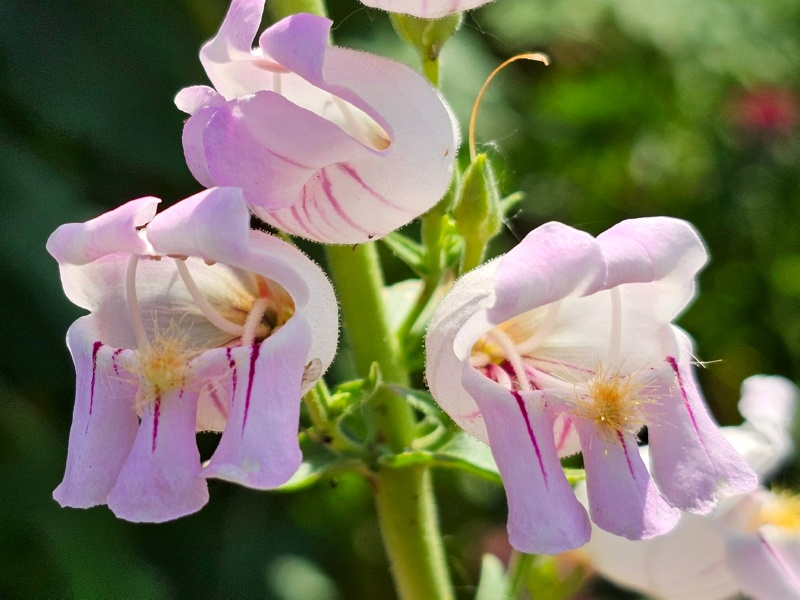 Schlangenkopf Bartfaden - Penstemon palmeri