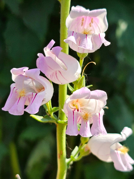 Schlangenkopf Bartfaden - Penstemon palmeri