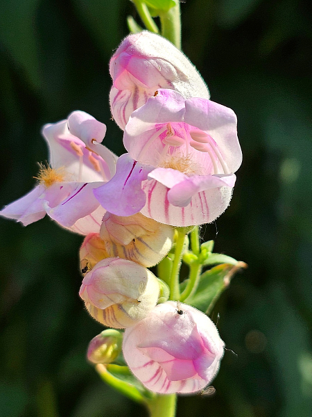 Schlangenkopf Bartfaden - Penstemon palmeri