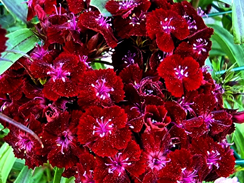 Schwarzrote Bartnelke - Dianthus barbatus nigrescens 'Sooty'