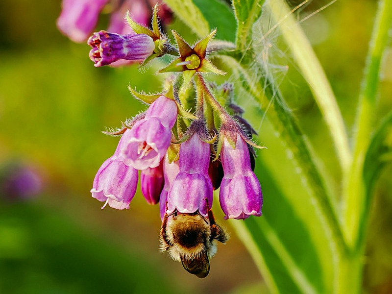 Beinwell - Symphytum officinale