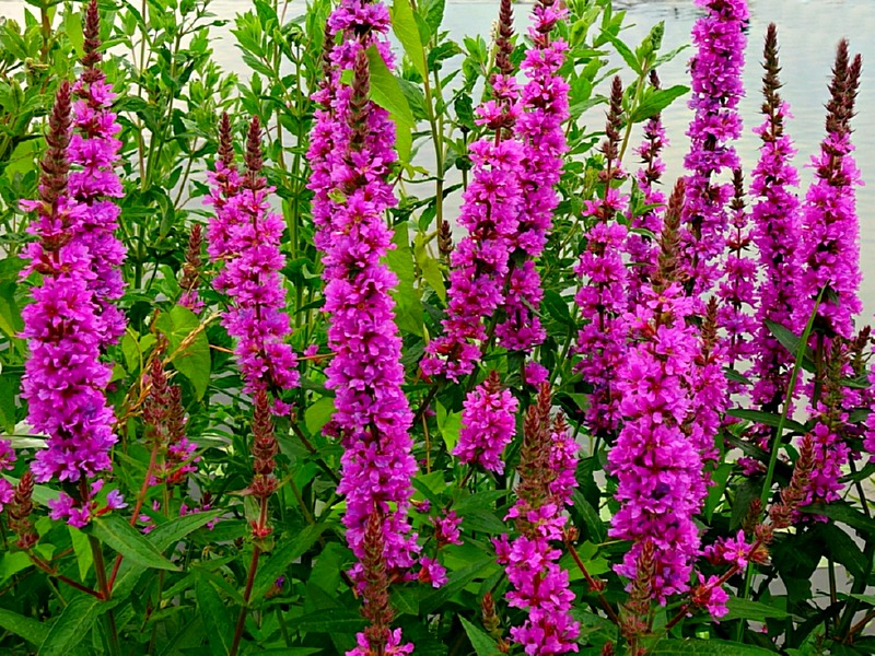 Blutweiderich - Lythrum salicaria