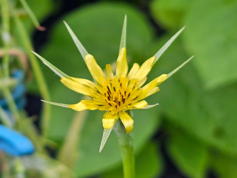 Großer Bocksbart - Tragopogon dubius
