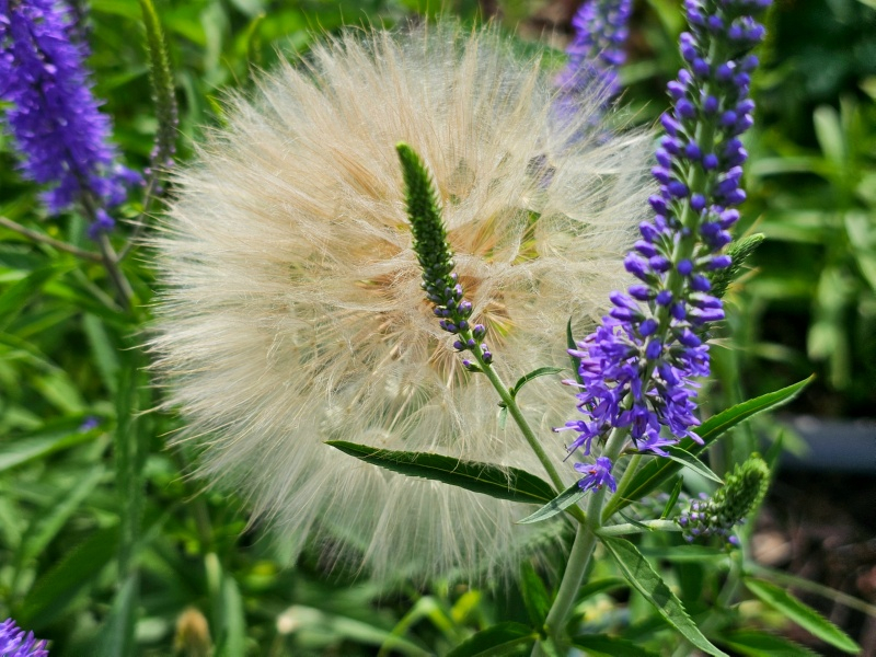 Großer Bocksbart - Tragopogon dubius