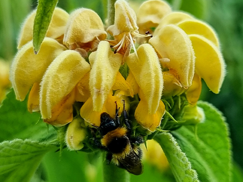 Gelbes Brandkraut - Phlomis russeliana