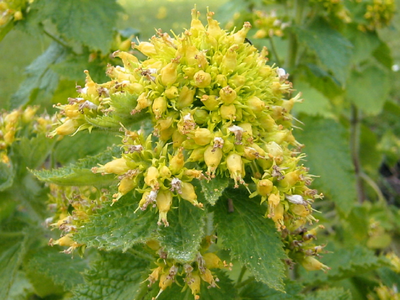 Gold-Braunwurz - Scrophularia chrysantha