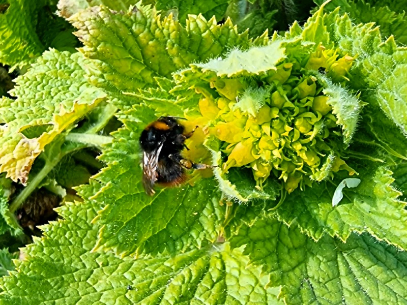 Gold-Braunwurz - Scrophularia chrysantha