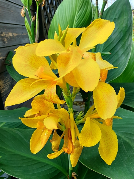 Indisches Blumenrohr Gelb - Canna Indica "Yara"