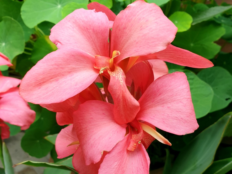 Indisches Blumenrohr - Canna edulis "Fuchsia"