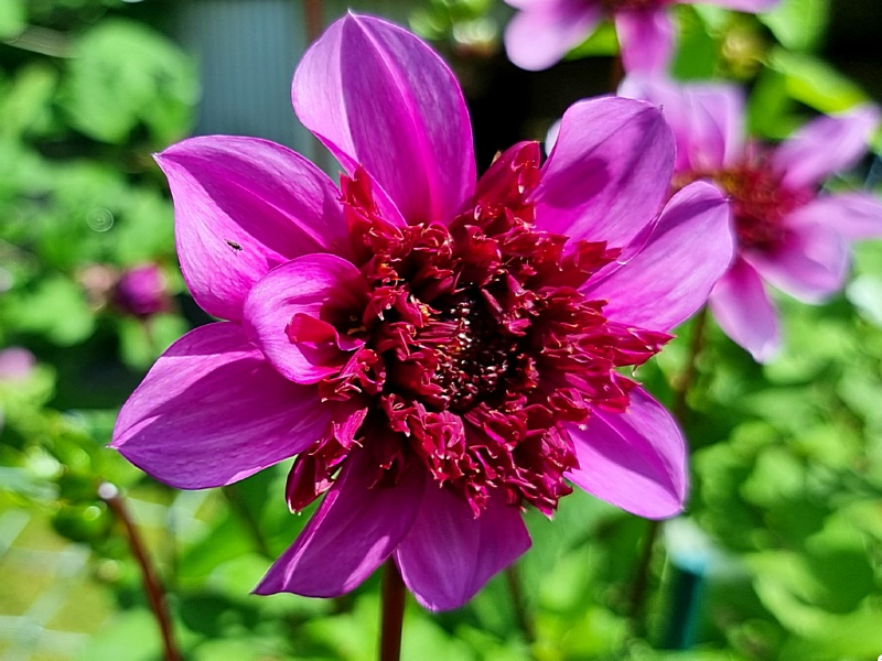 Anemonenblütige Dahlie Blue Bayou