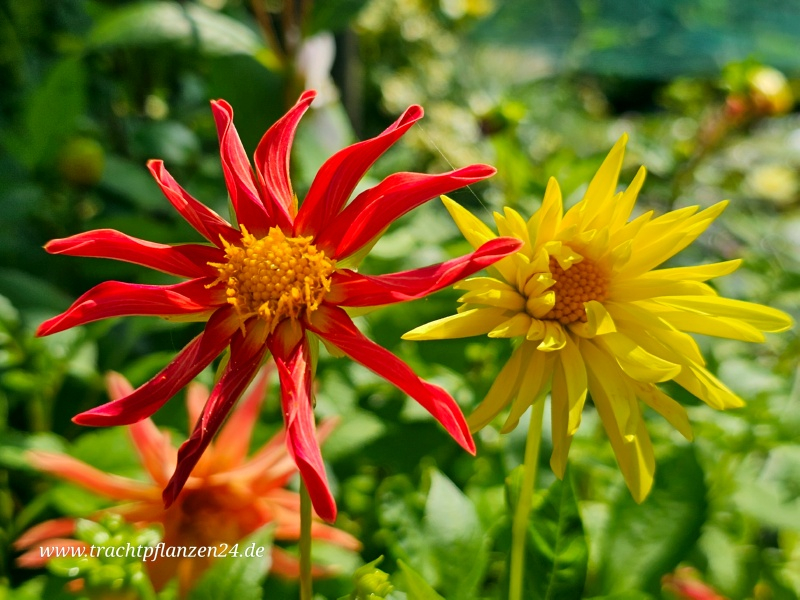 Niedrige Kaktus-Dahlie - Dahlia variabilis