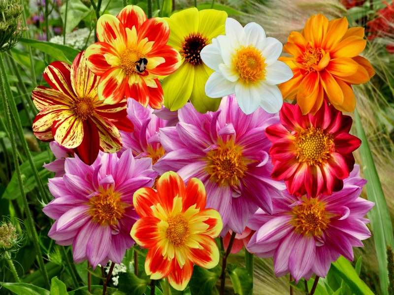 Dahlien MIX - Dahlia