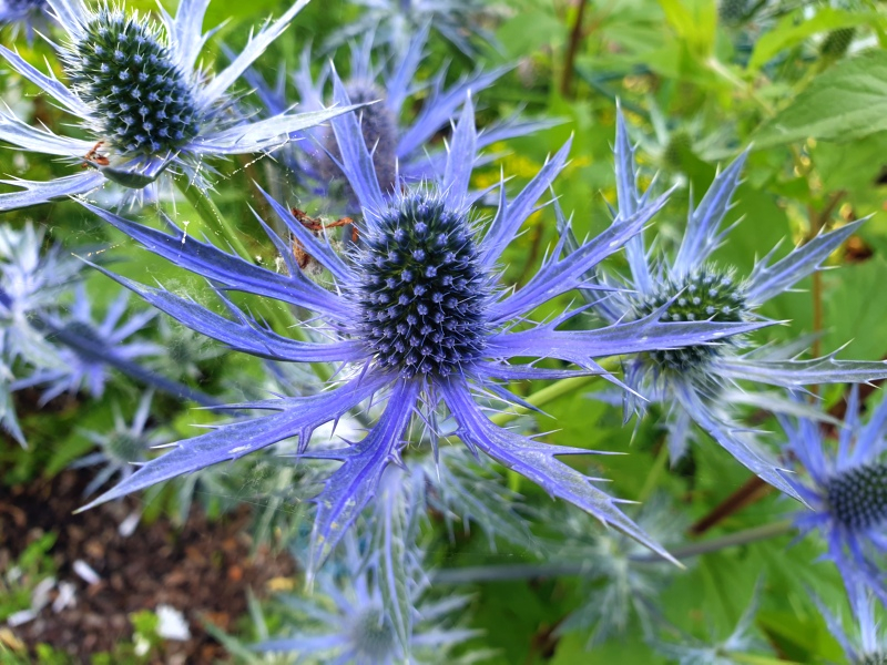 Edeldistel - Eryngium x zabelii 'Big Blue'