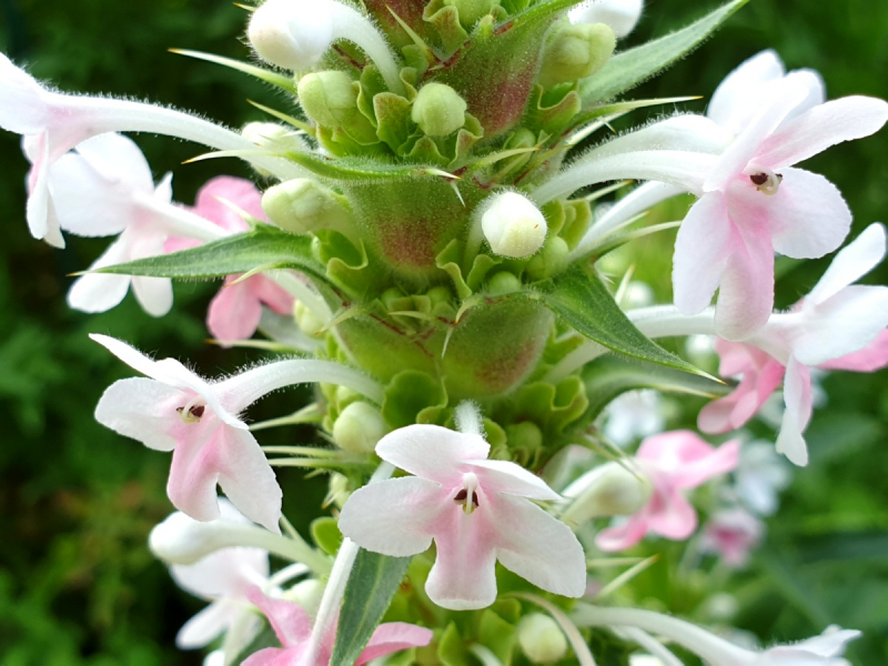 Saatgut Elfendistel - Morina Longifolia