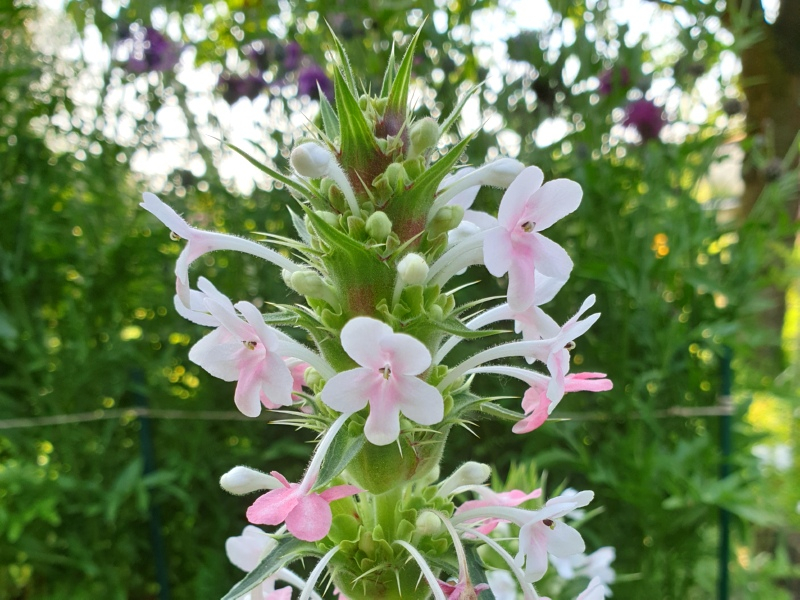 Saatgut Elfendistel - Morina Longifolia