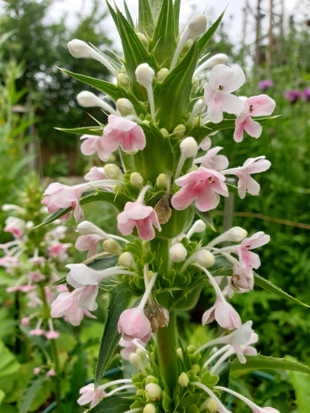 Saatgut Elfendistel - Morina Longifolia