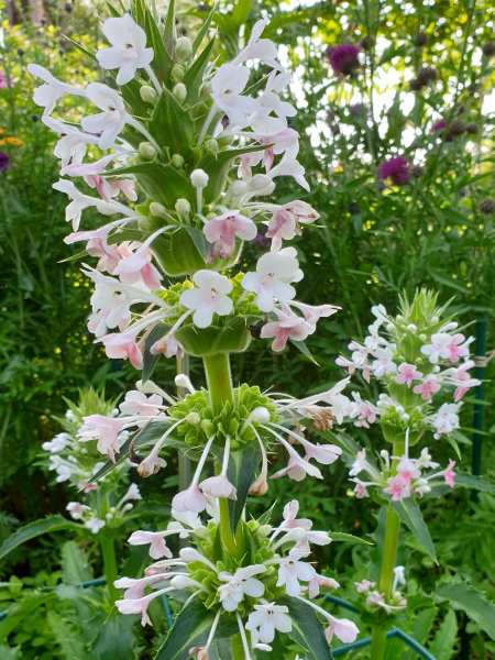 Saatgut Elfendistel - Morina Longifolia