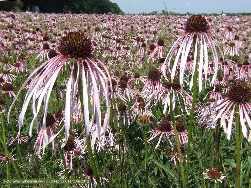 Bleicher Sonnenhut - Echinacea pallida