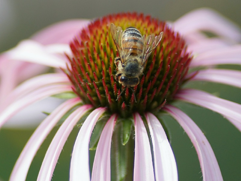 Bleicher Sonnenhut - Echinacea pallida