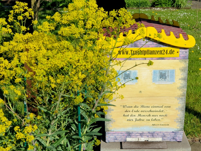 Isatis tinctoria