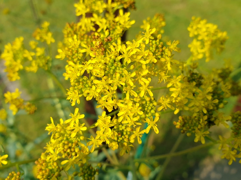 Isatis tinctoria