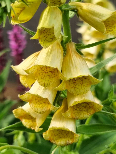 Großblütiger Gelber Fingerhut - Digitalis grandiflora.