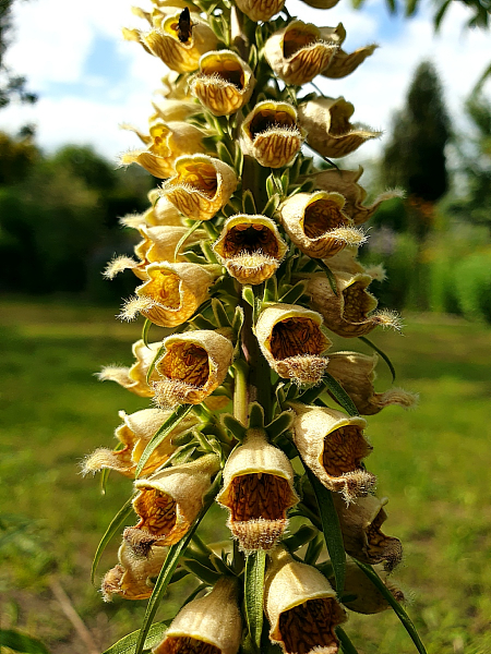 Wollige Fingerhut - Digitalis lanata