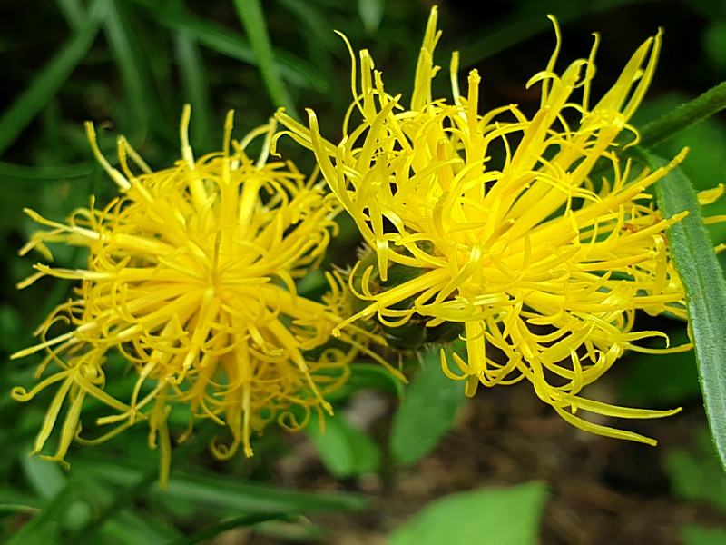 Gelbe Flockenblume - Centaurea rupestris